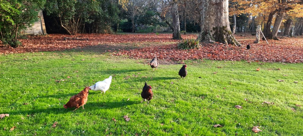 Les poules explorent le Parc